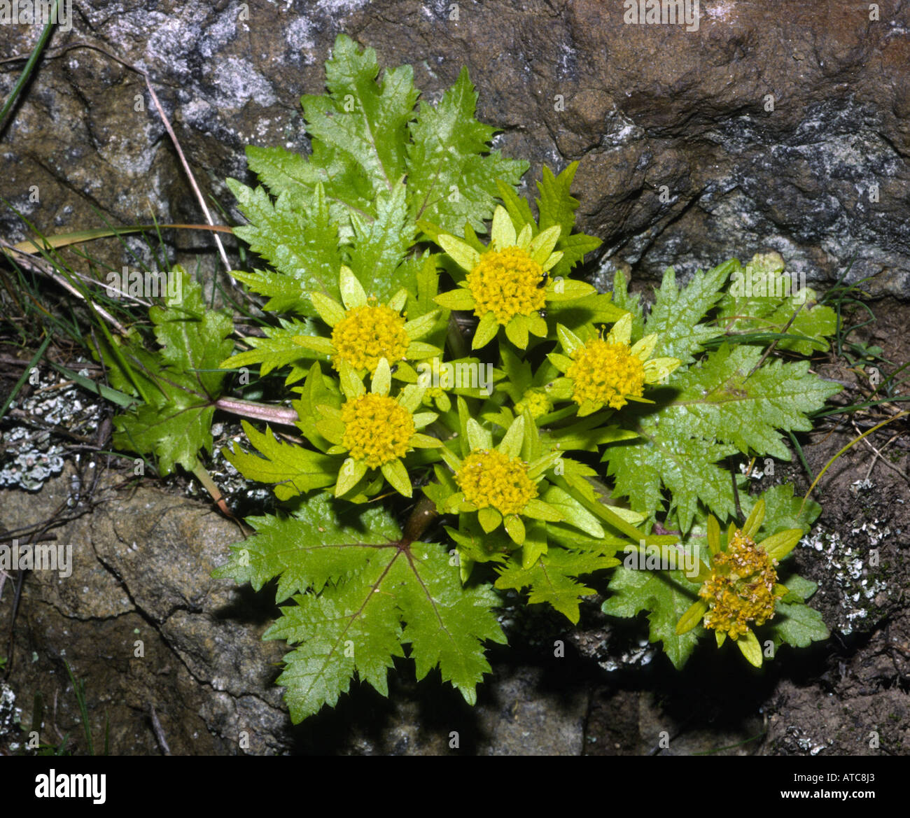 footsteps of spring Sanicula arctopoides San Bruno Mountain California Stock Photo