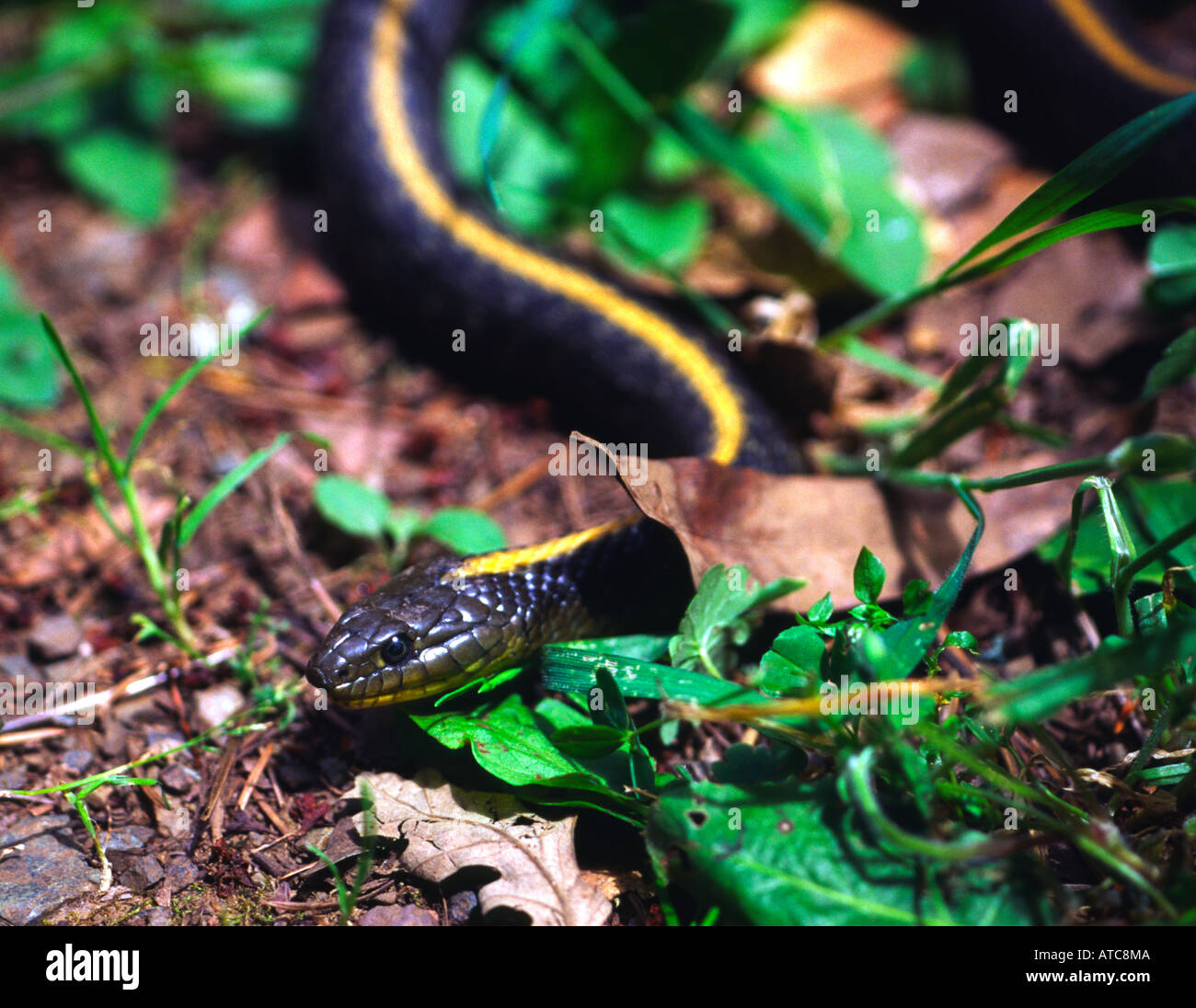 Santa Cruz garter snake Thamnophis atratus atratus Santa Cruz Mountains California USA Stock Photo