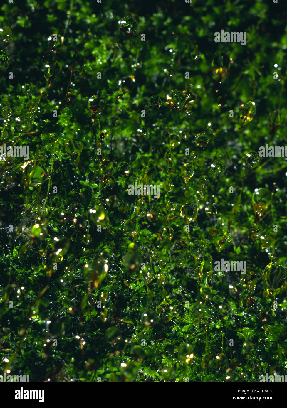 moss after rain Rain drops bryophytes Musci San Francisco California USA United States of America North America travel Stock Photo