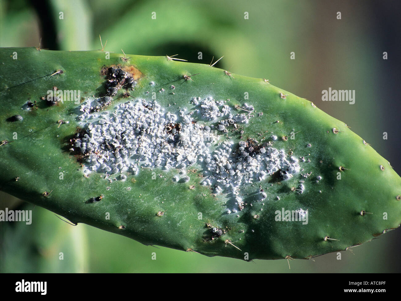 Cochineal beetles on an opuntia cactus the cactus is grown specifically to breed the beetle