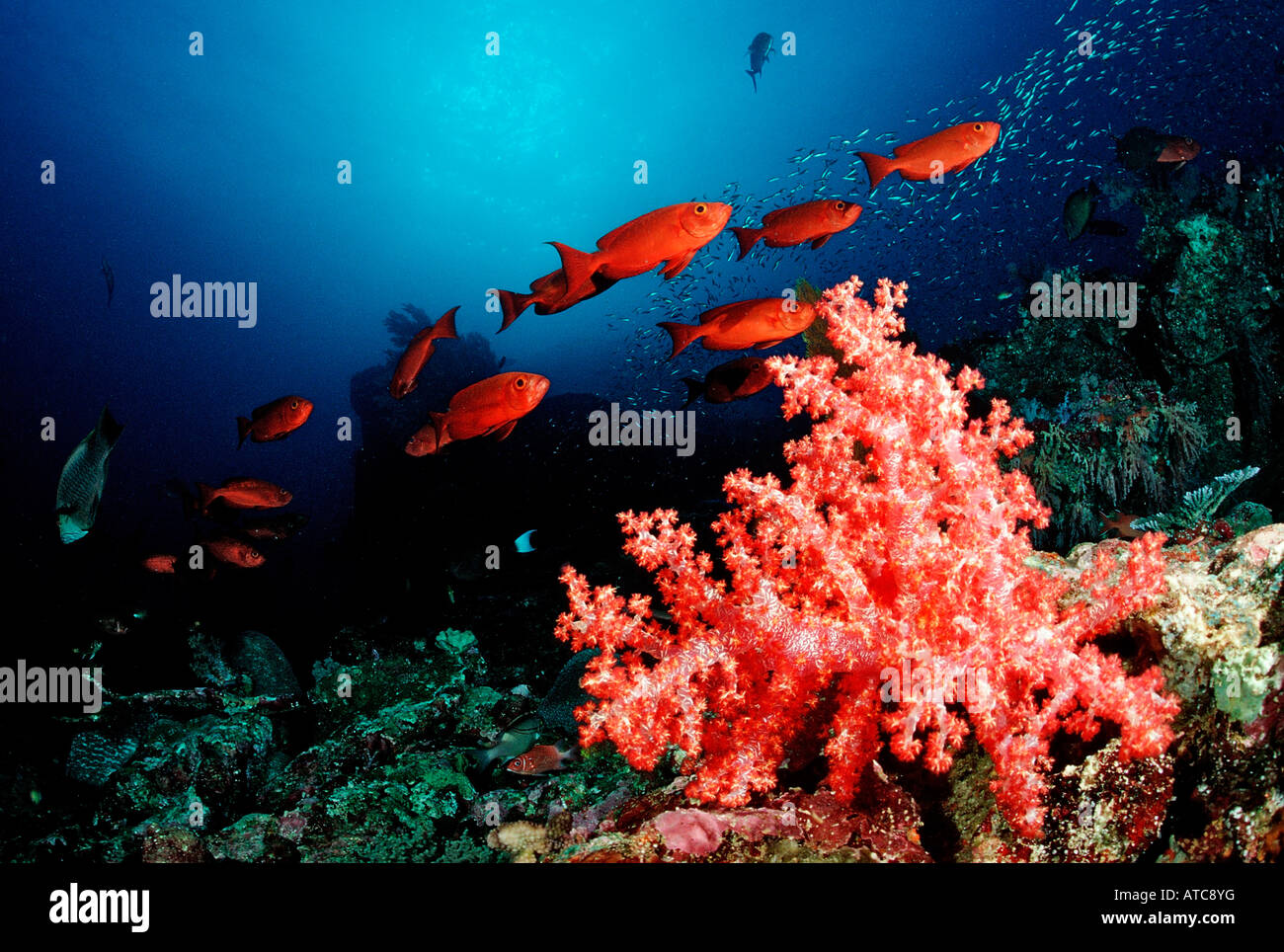Red Crescent Bigeyes over Coral Reef Priacanthus hamrur Similan Islands Thailand Stock Photo