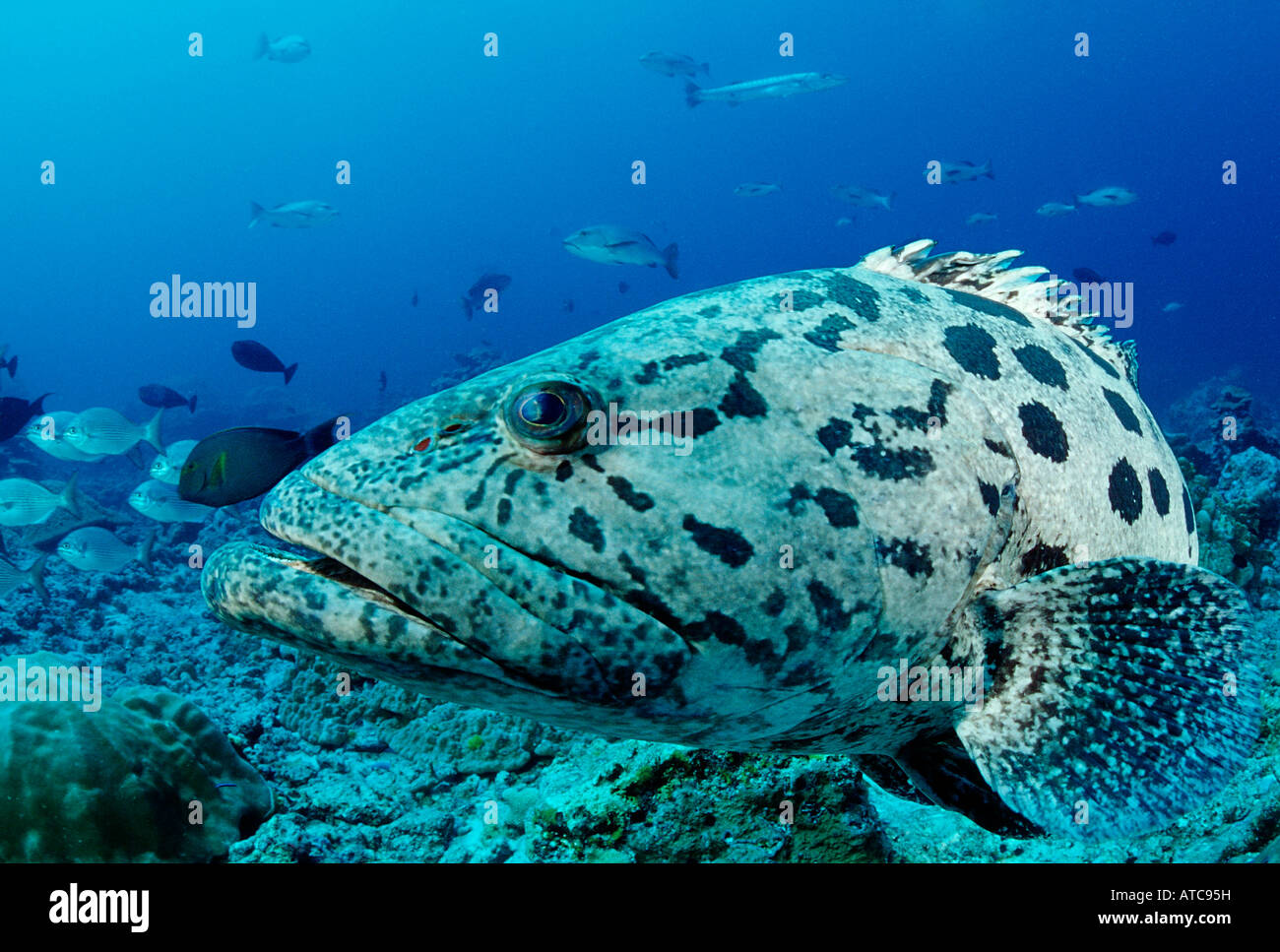 potato-grouper-epinephelus-tukula-similan-islands-thailand-stock-photo