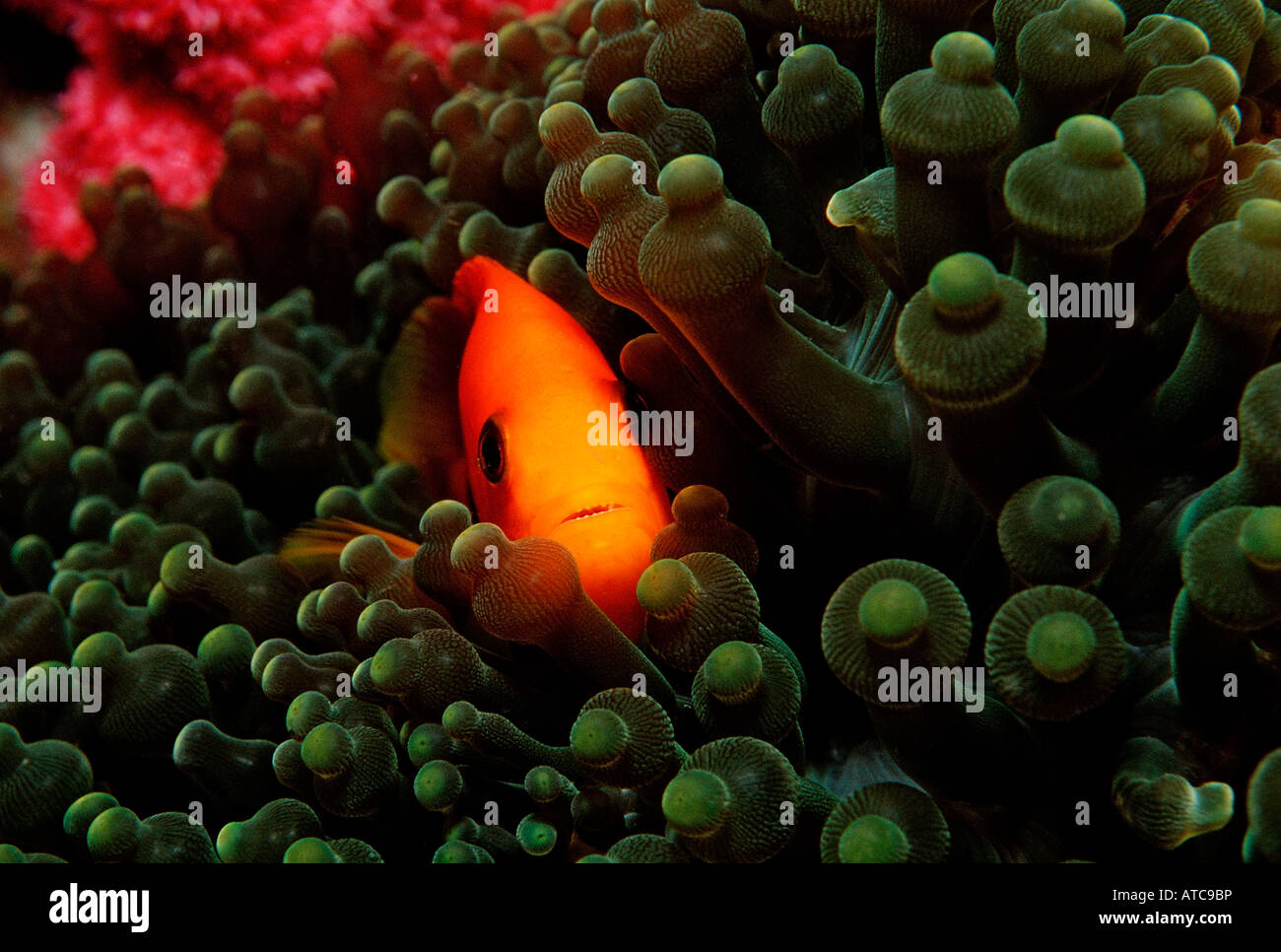 Saddle Anemonefish Amphiprion ephippium Similan Islands Thailand Stock Photo