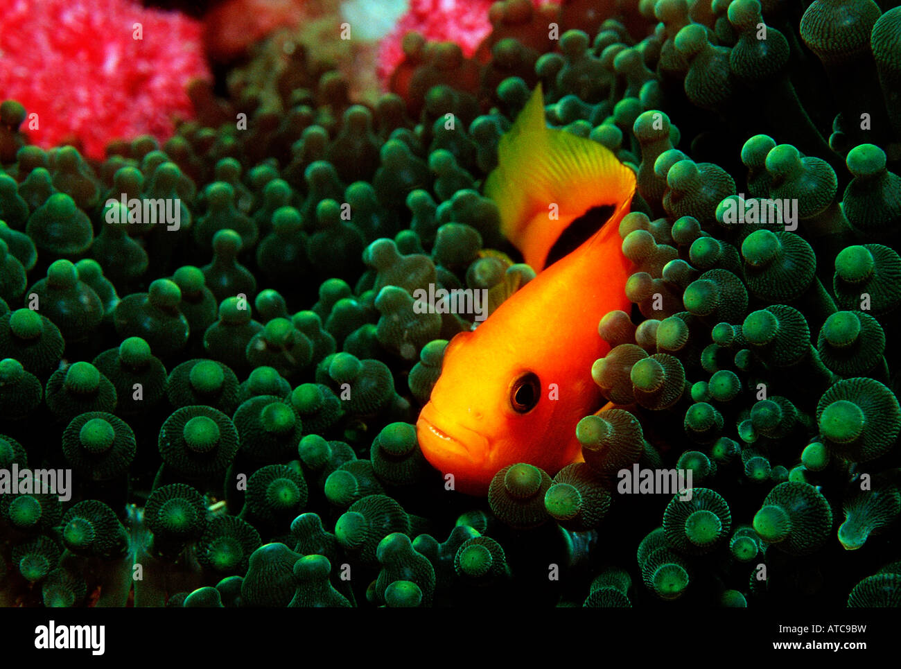 Saddle Anemonefish Amphiprion ephippium Similan Islands Thailand Stock