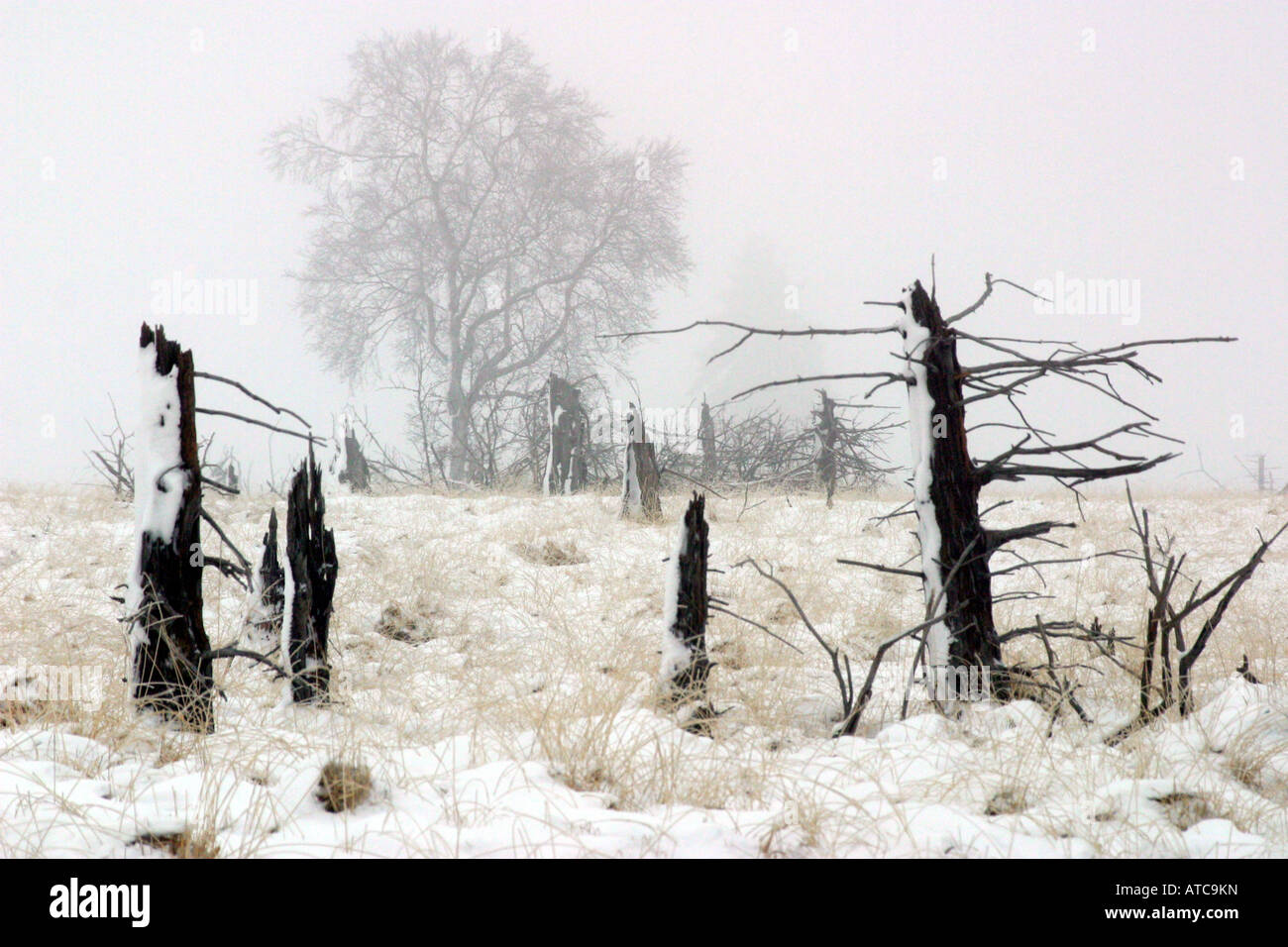 mortal trees in the High Fens, Germany, North Rhine-Westphalia Stock Photo