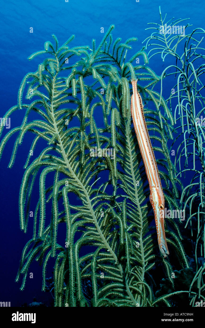 Trumpetfish Aulostomus maculatus Caribbean Sea Bahamas Stock Photo