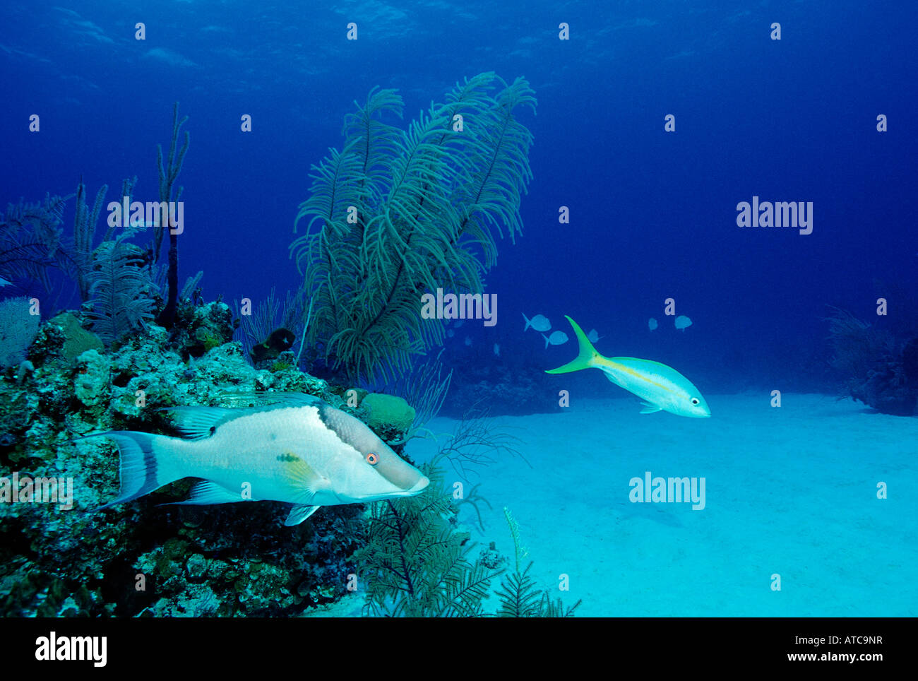 Hogfish Lachnolaimus maximus Caribbean Sea Bahamas Stock Photo