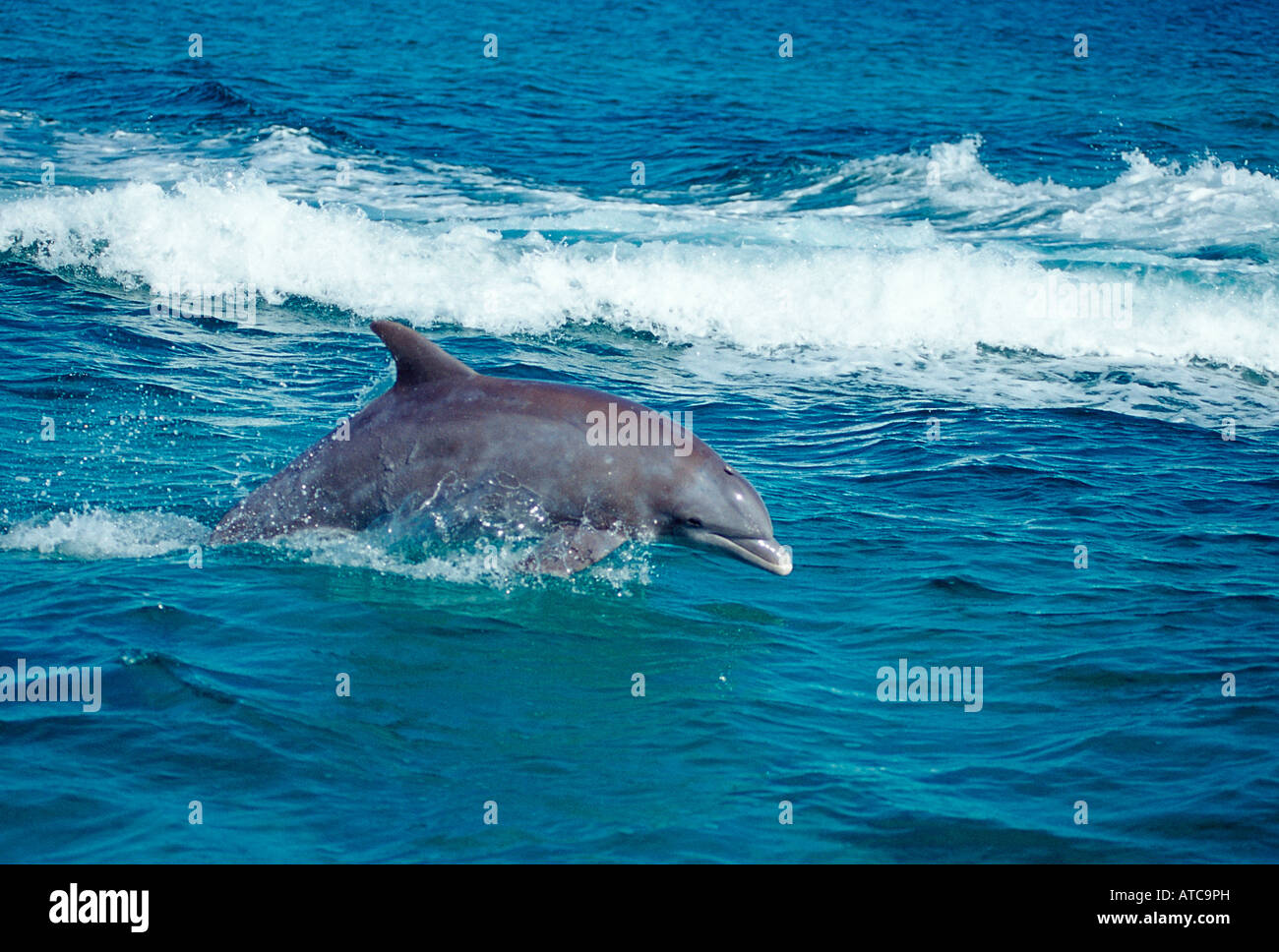 Bottlenose Dolphin Tursiops truncatus Caribbean Sea Bahamas Stock Photo