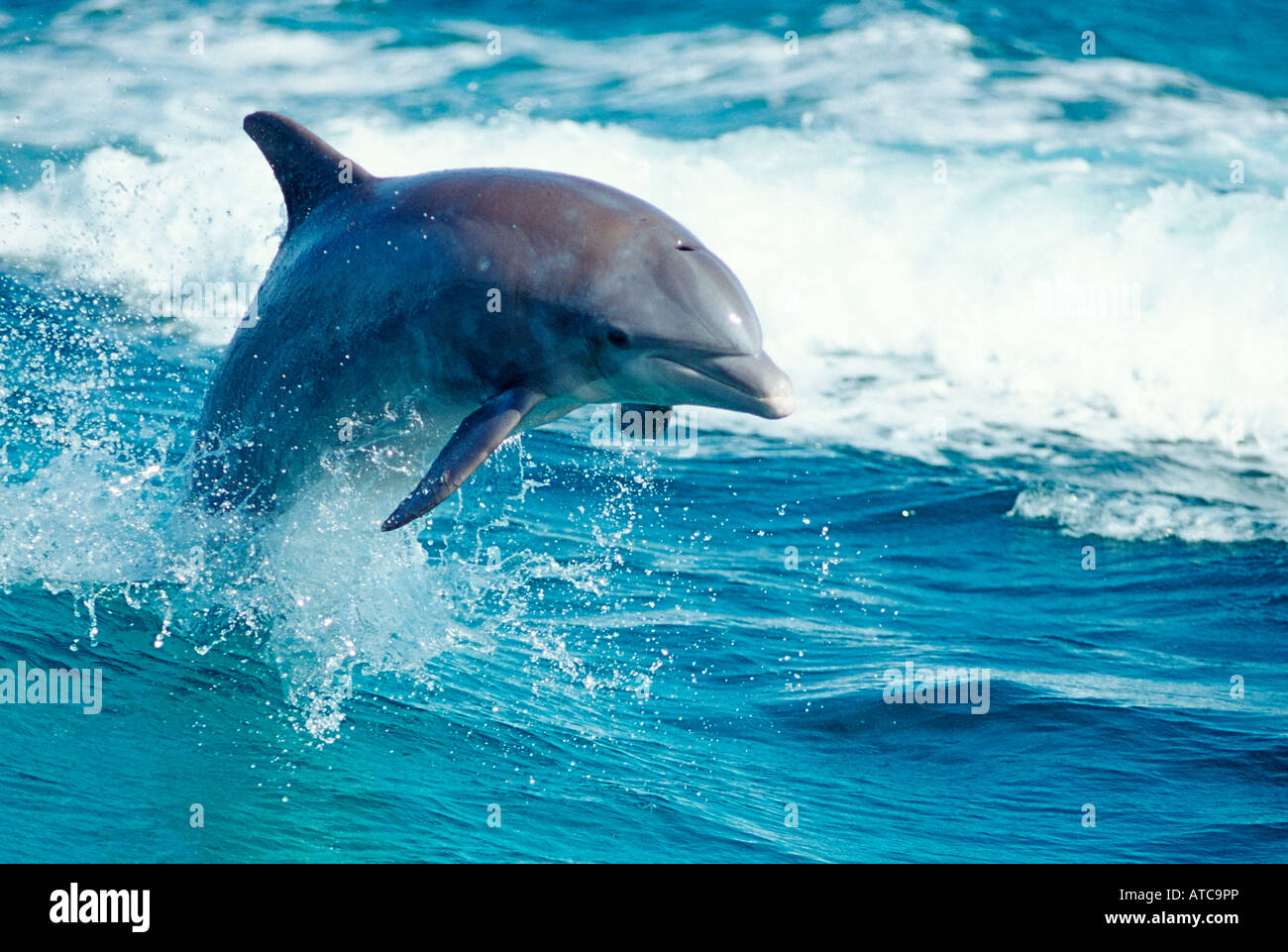 Bottlenose Dolphin Tursiops truncatus Caribbean Sea Bahamas Stock Photo