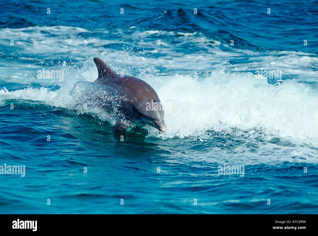 Bottlenose Dolphin Tursiops truncatus Caribbean Sea Bahamas Stock Photo