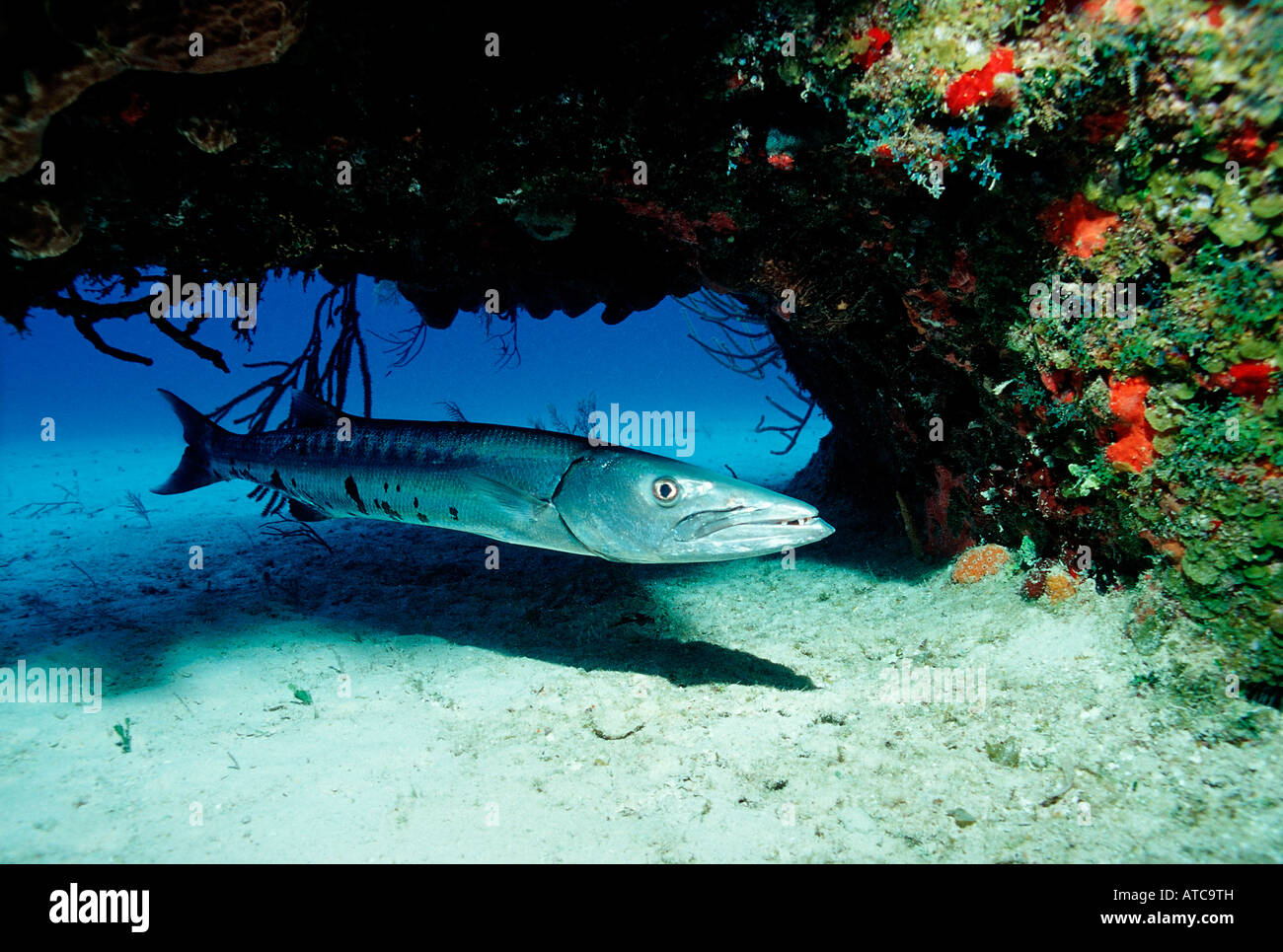 Great Barracuda Sphyraena barracuda Caribbean Sea Bahamas Stock Photo