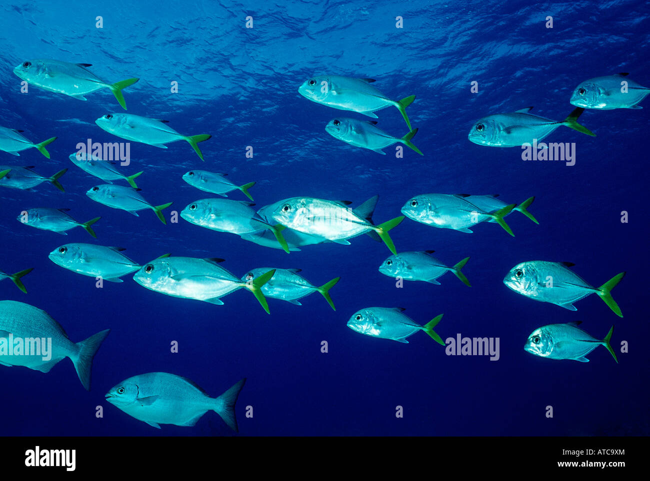 Horse Eye Jack Caranx latus Caribbean Sea British Virgin Islands Stock ...