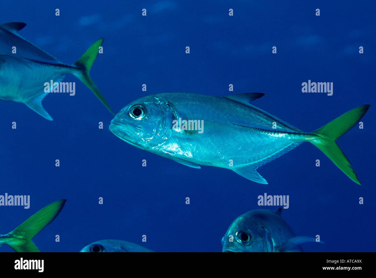Horse Eye Jack Caranx latus Caribbean Sea Tobago Stock Photo - Alamy