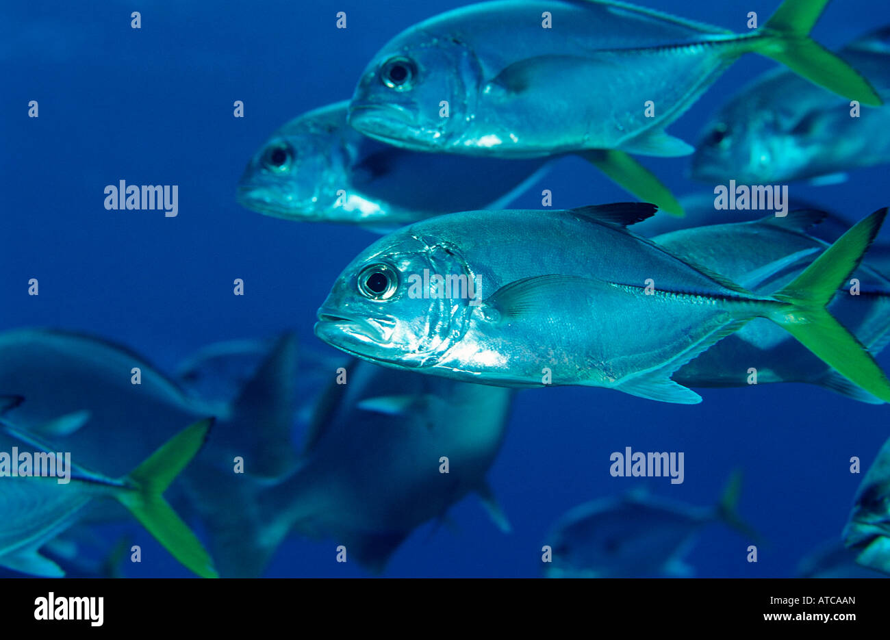 Horse Eye Jack Caranx latus Caribbean Sea Tobago Stock Photo