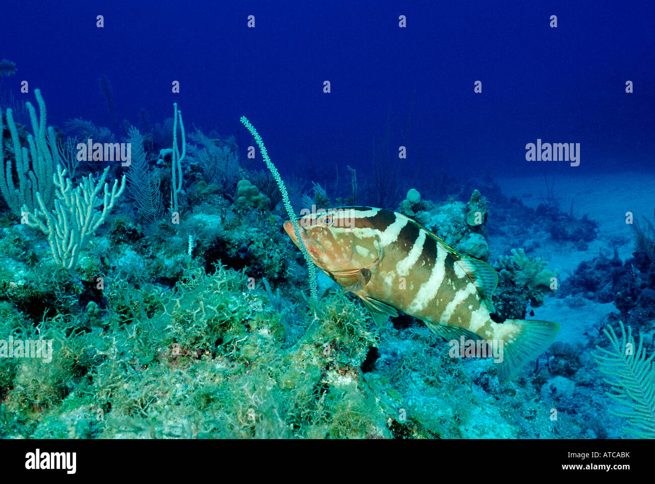 Nassau Grouper Epinephelus striatus Caribbean Sea Trinidad Stock Photo