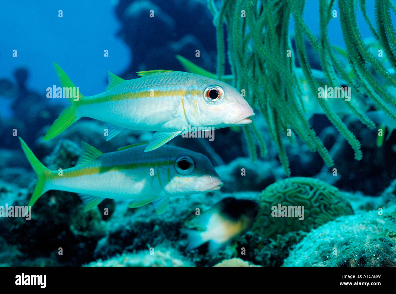 Yellowtail Snapper Ocyurus chrysurus Caribbean Sea Trinidad Stock Photo