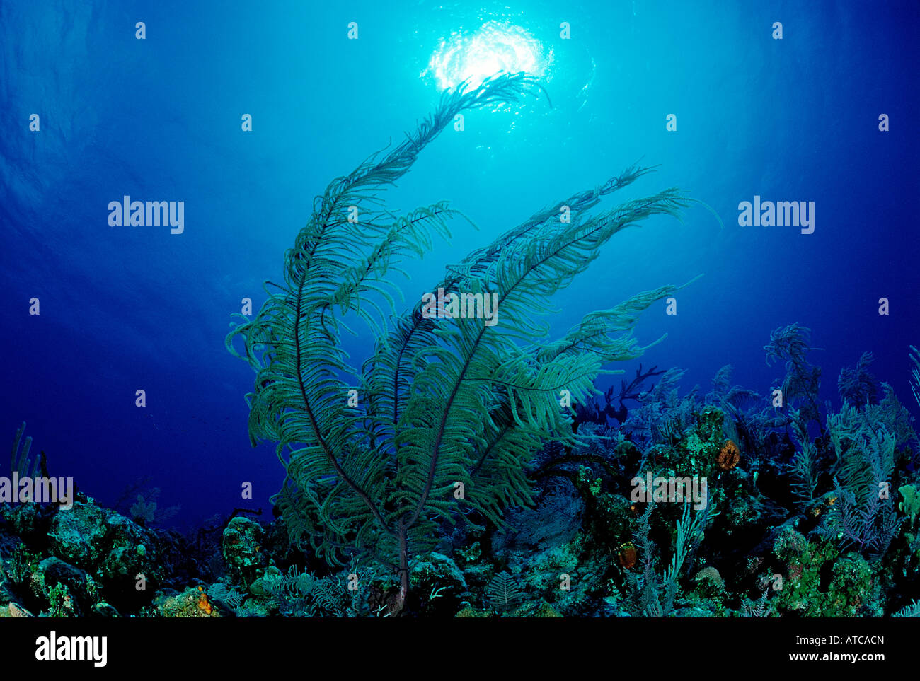 Coral Reef Caribbean Sea Trinidad Stock Photo