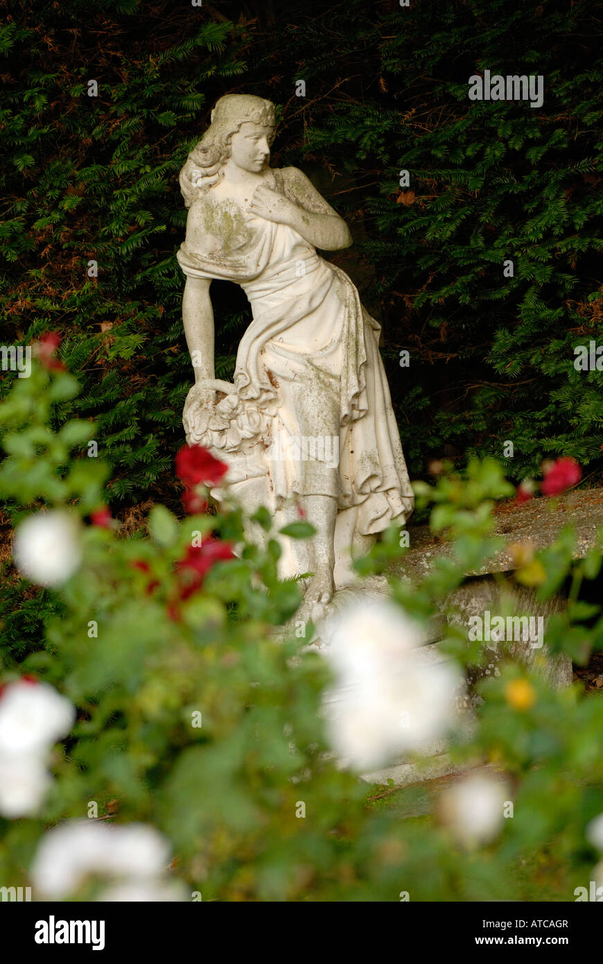 a neo classical greek roman garden statue set amongst white and red roses in a landscaped manor garden grounds Stock Photo