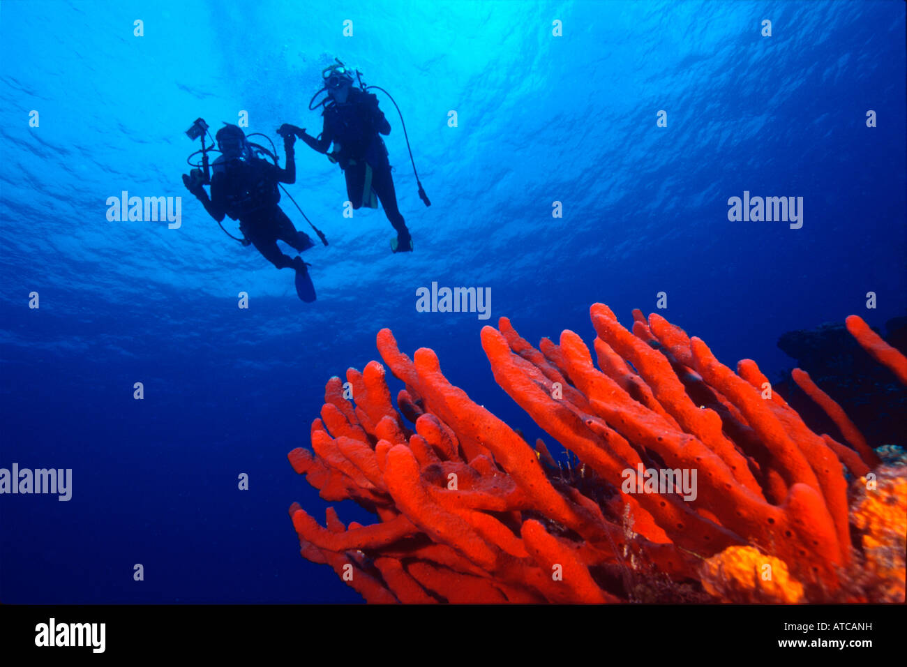 Sponge and diver, Mexico, Cozumel, caribbean sea, scuba, diving, ocean, sea,  blue water, deep, marine life, sea life, deep Stock Photo - Alamy
