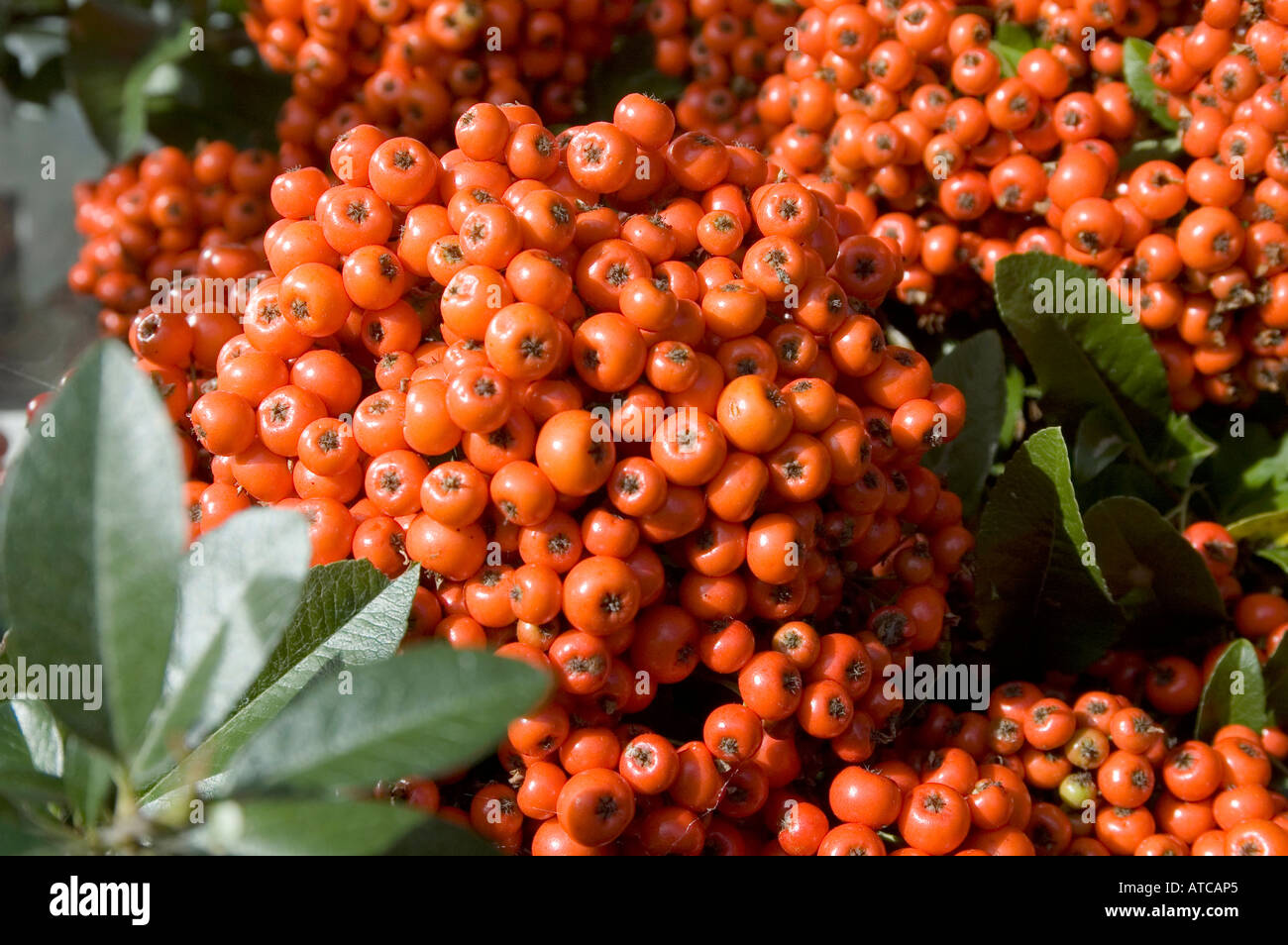 Pyracantha berries variety firethorn Stock Photo Alamy