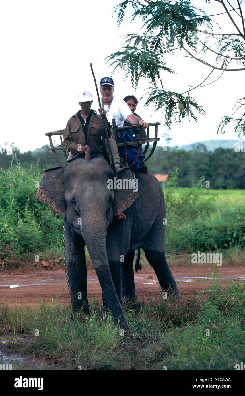 The elephants of Ban Don giving rides to tourists Stock Photo Alamy