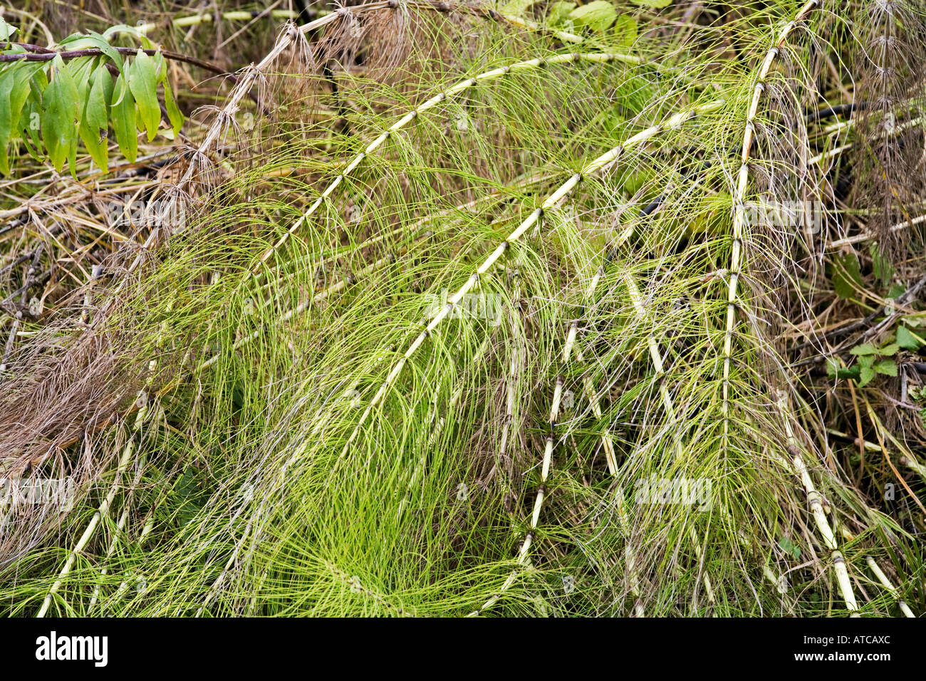 Equisetum common name horsetail Stock Photo Alamy