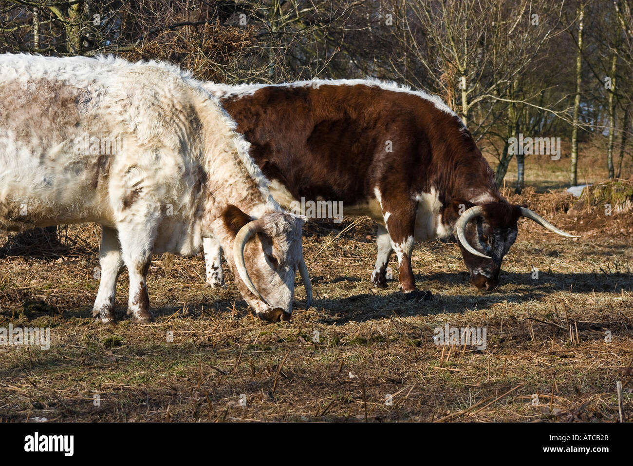 Longhorn cattle grazing, Calke Abbey Park, Derbyshire, England, UK Stock Photo