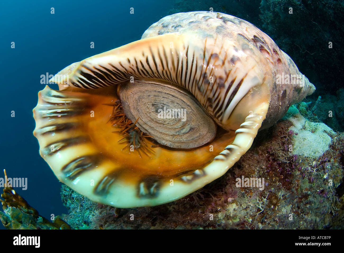 sea shell triton, underwater, ocean, sea, scuba, diving, marine life, sea life, mollusk Stock Photo