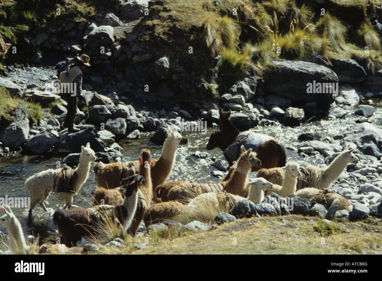 Shepard herding his llamas a across a river in the high land of Cusco, Peru. Stock Photo