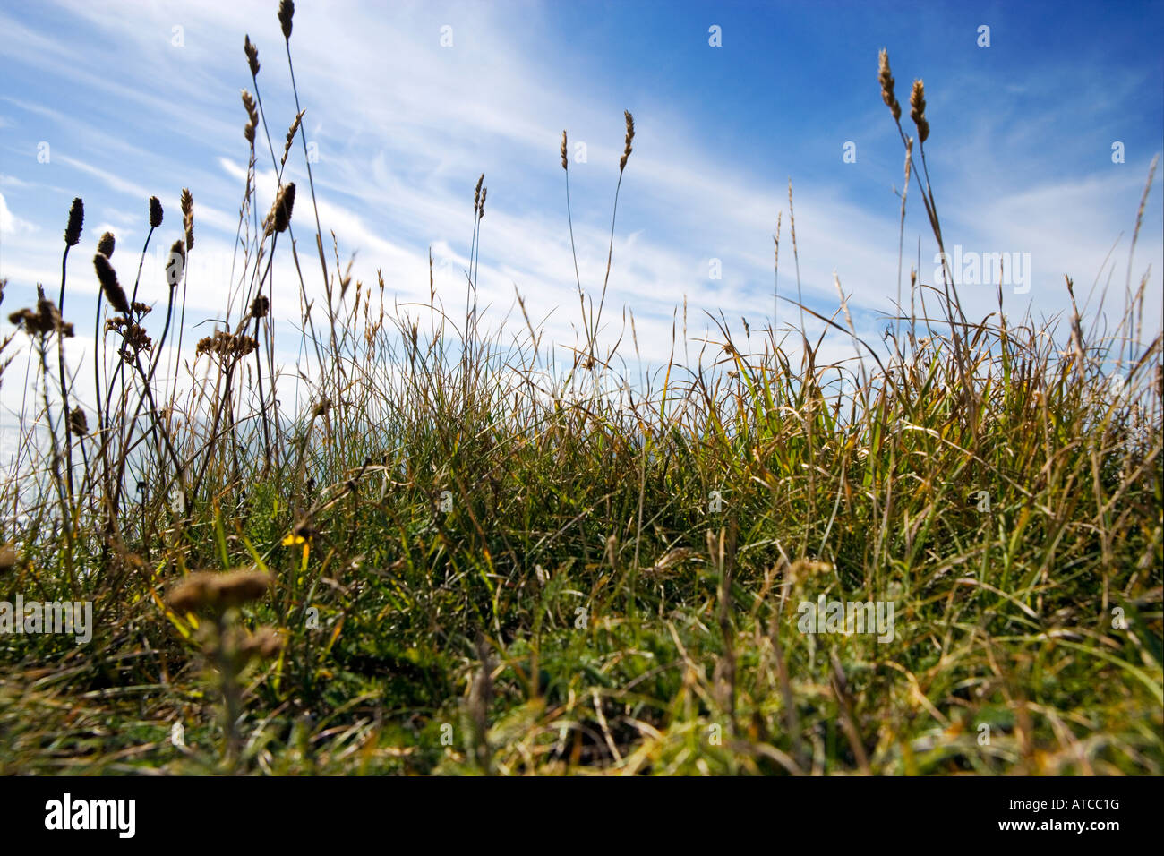 Landscape with tall wild grasses shot in Sussex England UK Stock Photo