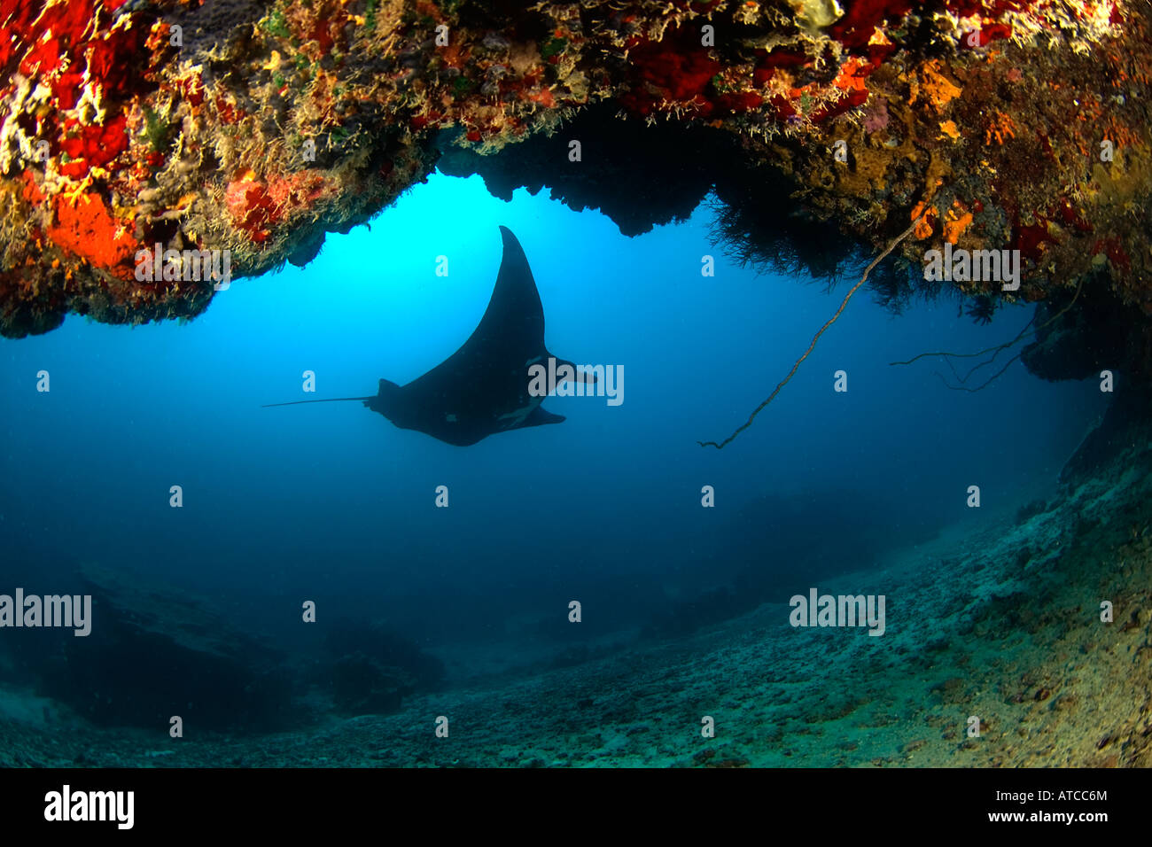 manta Ray. Phonpei. Micronesia, underwater, scuba, diving, ocean, sea, marine life, sea life, feeding, blue water, deep Stock Photo