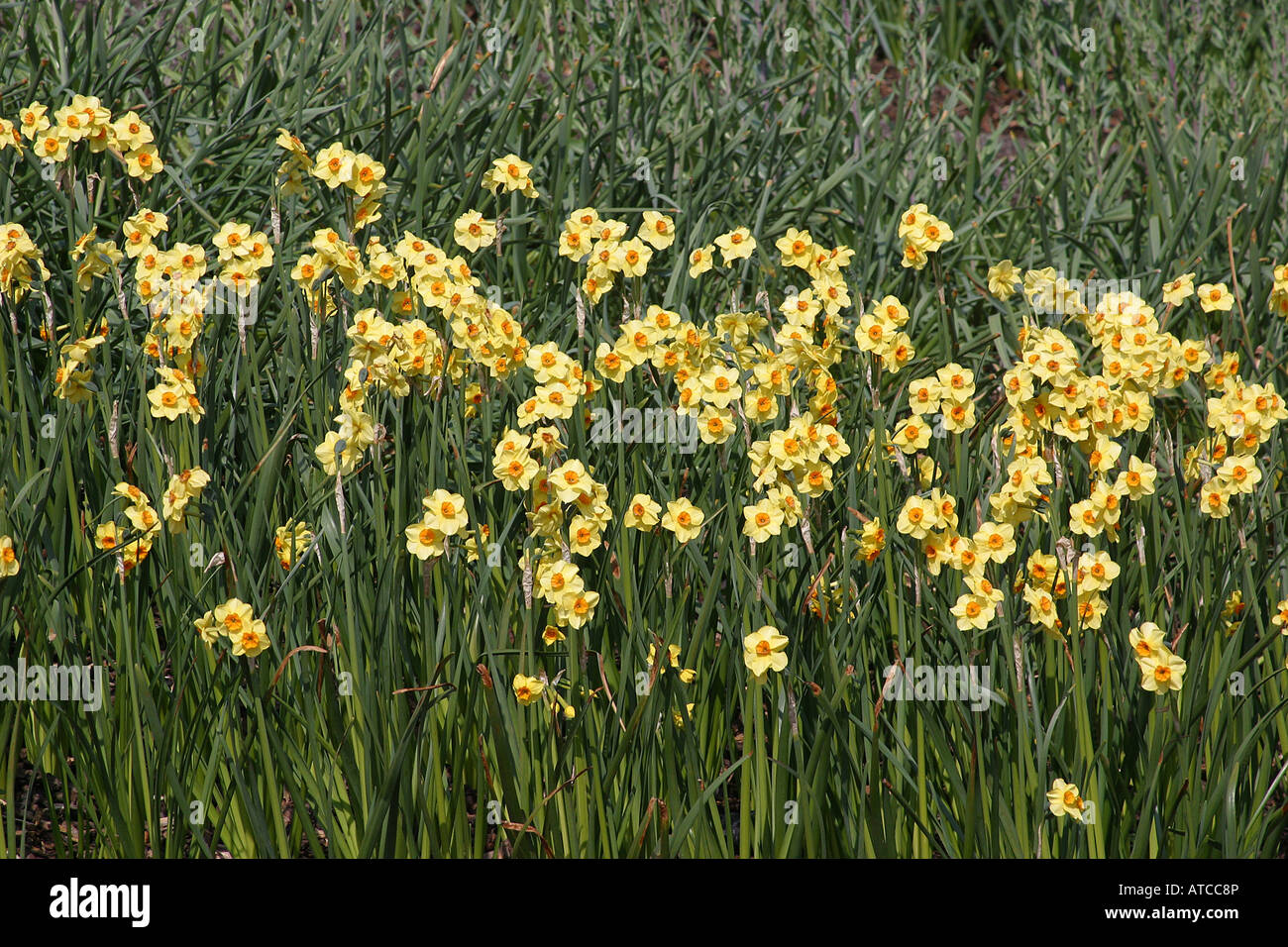 Daffodil flower  daffodils Head on yellow petals St david's day Wales  Jonquille narcisse welsh Daffodils 31281 Stock Photo