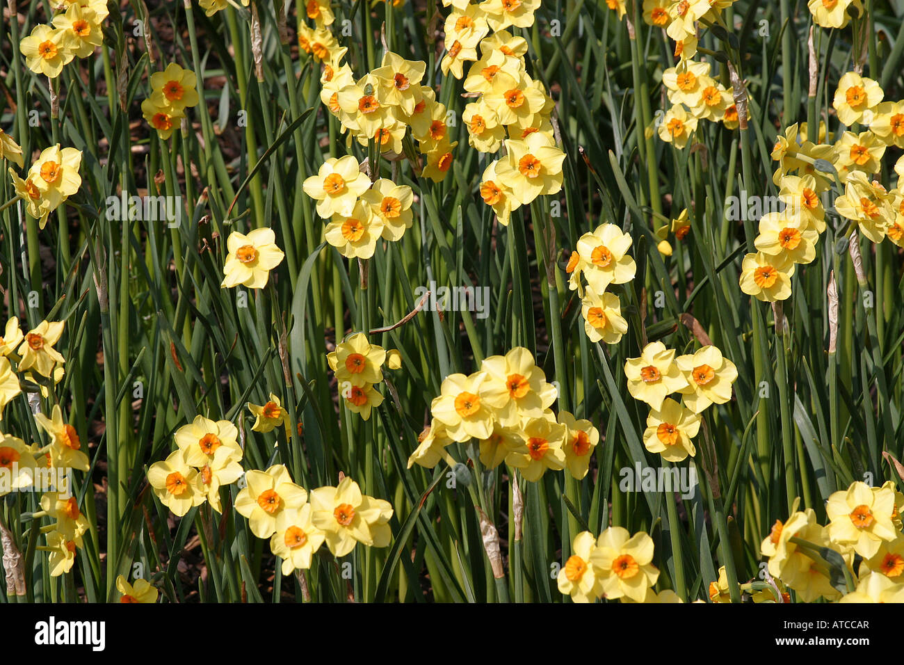 Daffodil daffodils flower  Head on yellow petals St david's day Wales  Jonquille narcisse welsh  Daffodils 31282 Stock Photo