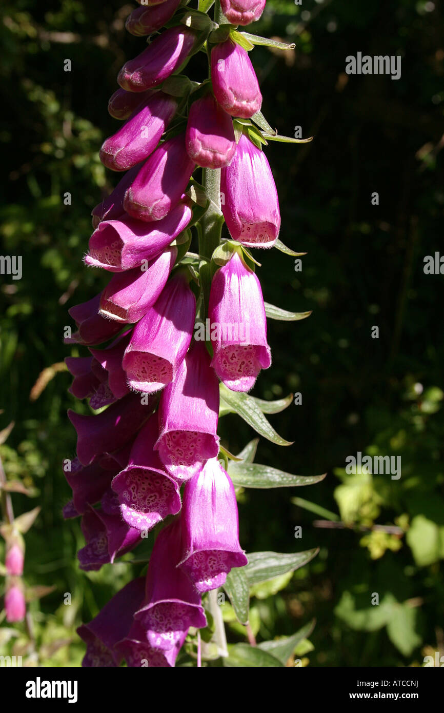 Pink Foxglove Flower, Digitalis is a genus of herbaceous perennials shrubs and biennials figwort family Scrophulariaceae. Poison Stock Photo