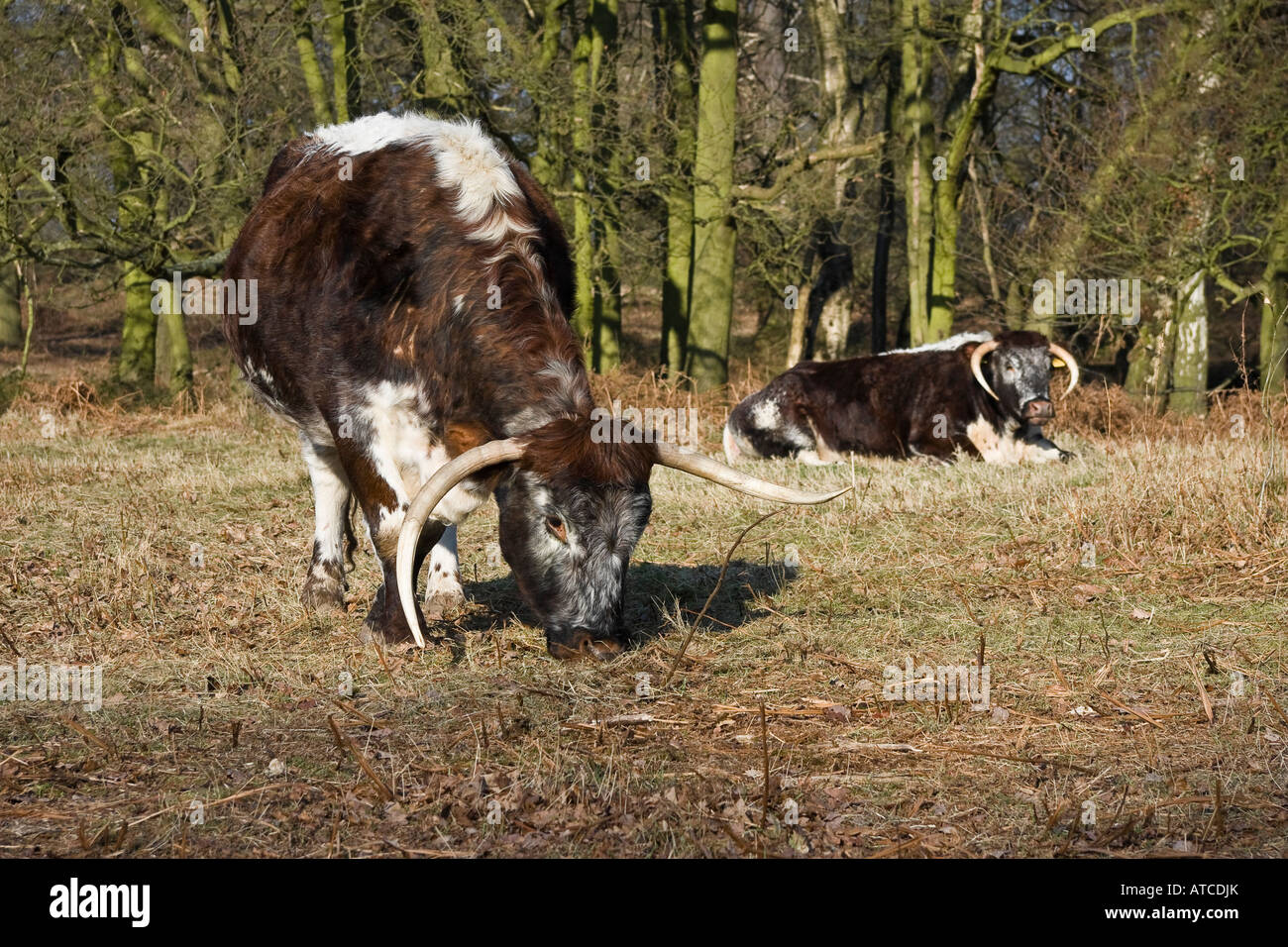 Longhorn cattle grazing, Calke Abbey Park, Derbyshire, England, UK Stock Photo