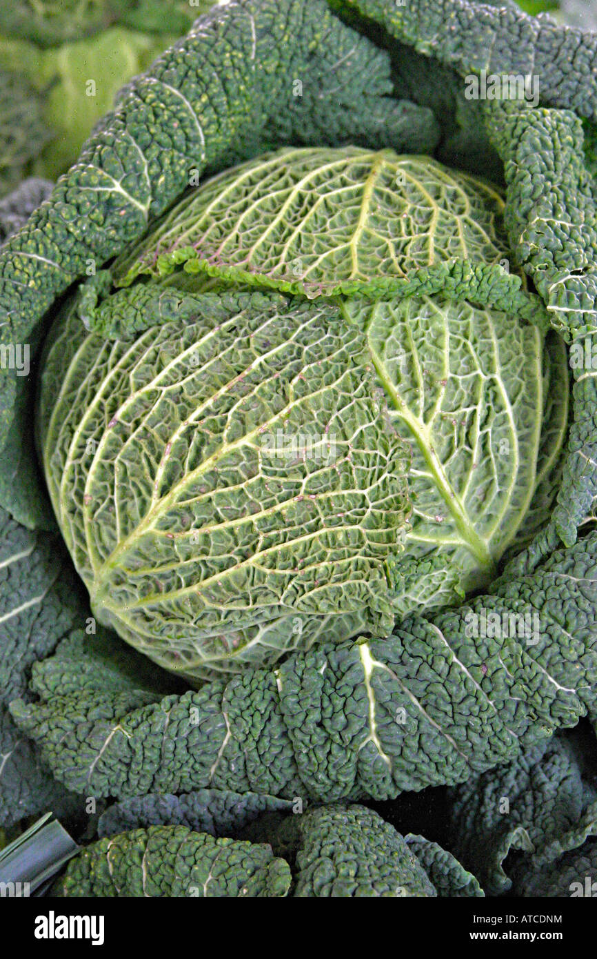 Head of savoy cabbage Stock Photo - Alamy