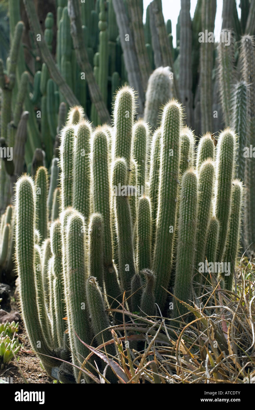 cactus Borzicactus Websterianus  backlit at The Huntington Gardens, Pasadena, California USA Stock Photo