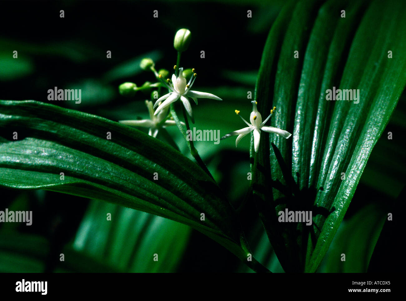 slim solomon Smilacina stellata Family Liliaceae San Francisco California USA Stock Photo