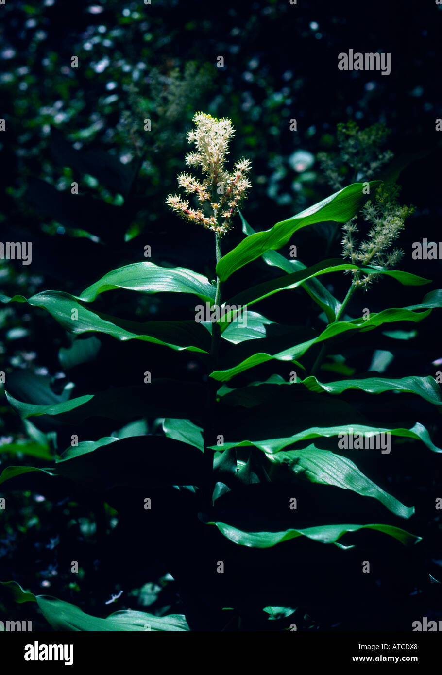 fat solomon Smilacina racemosa Liliaceae Liliaceae lily  San Francisco California Stock Photo