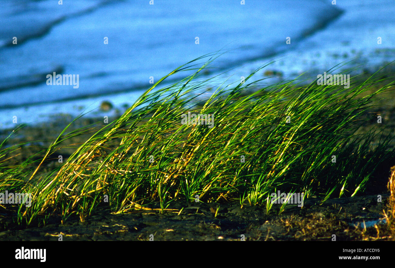 Spartina in San Francisco Bay salt marsh California United States of America Stock Photo