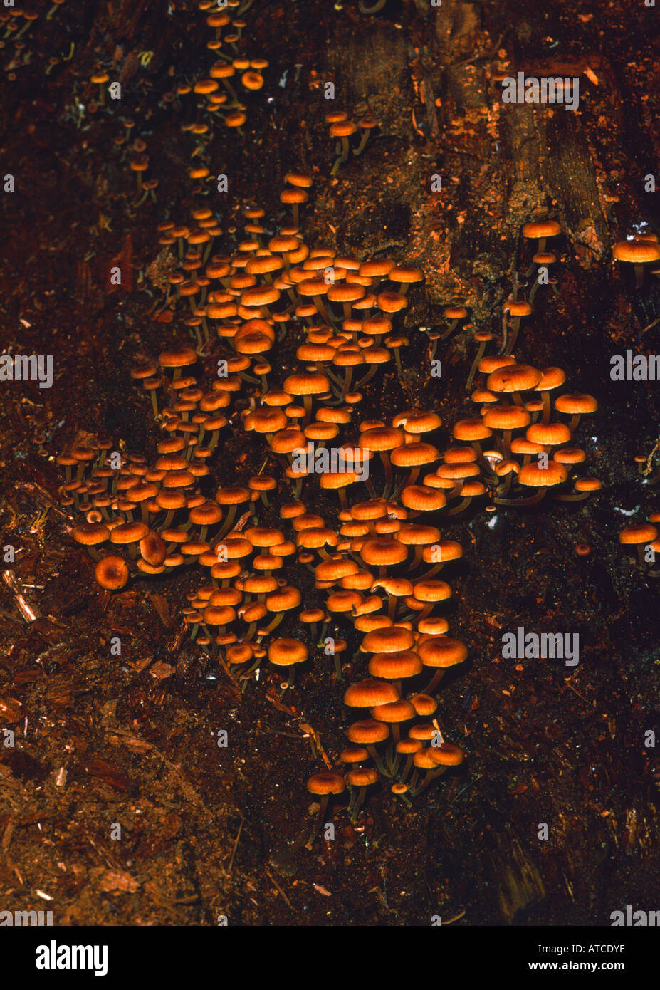 Basidium High Resolution Stock Photography and Images - Alamy