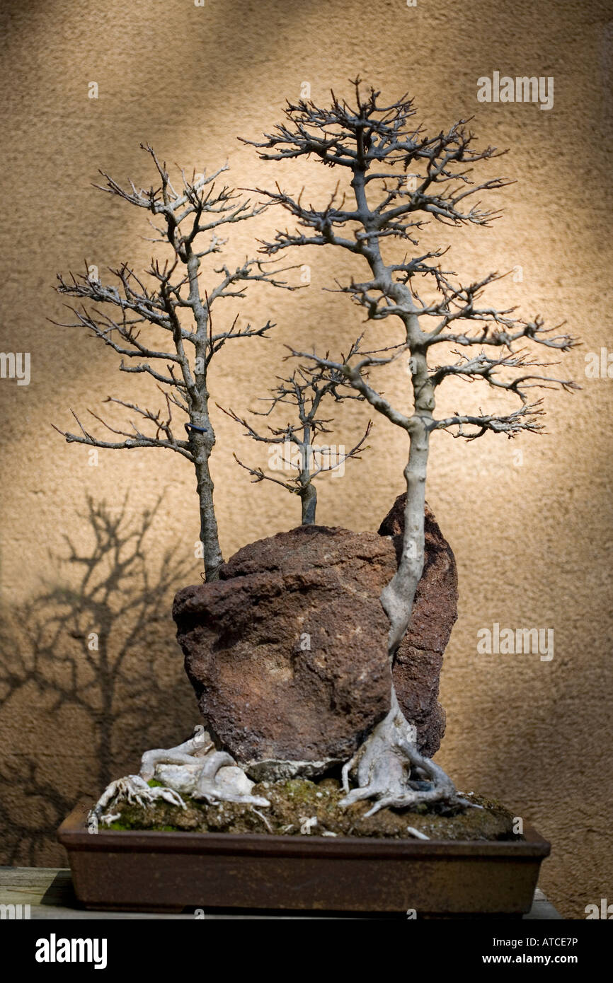 bonsai tree bonzai tree outdoor day vertical winter barren rock sculpture  dormant Stock Photo - Alamy