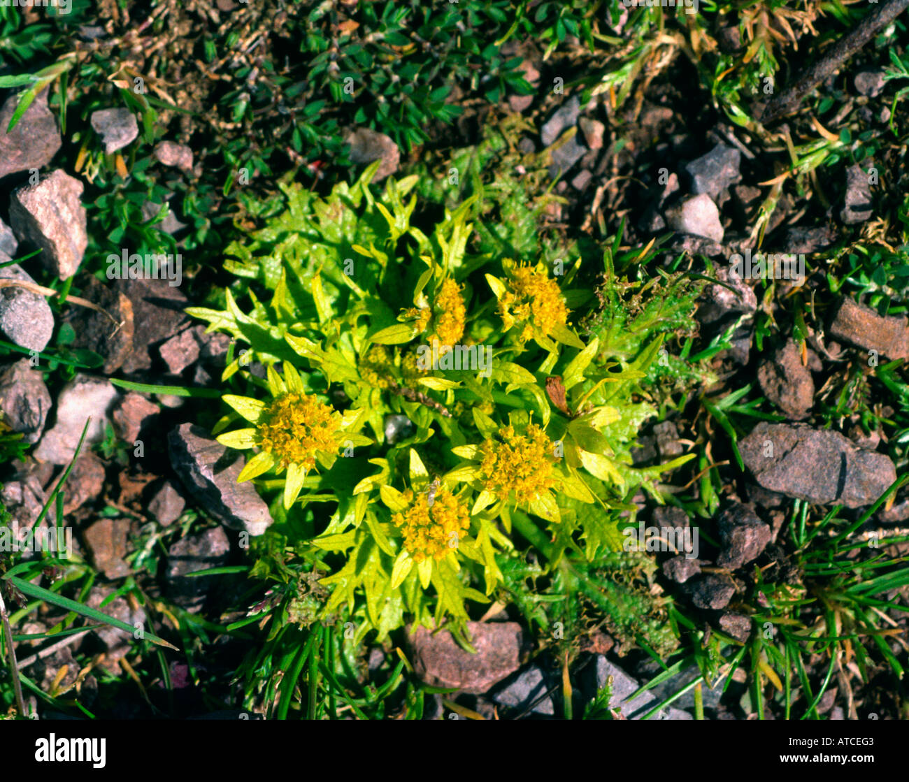 footsteps of spring Sanicula arctopoides San Francisco California United States of America North America Stock Photo