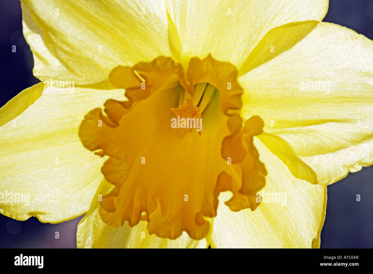 daffodil close-up Stock Photo