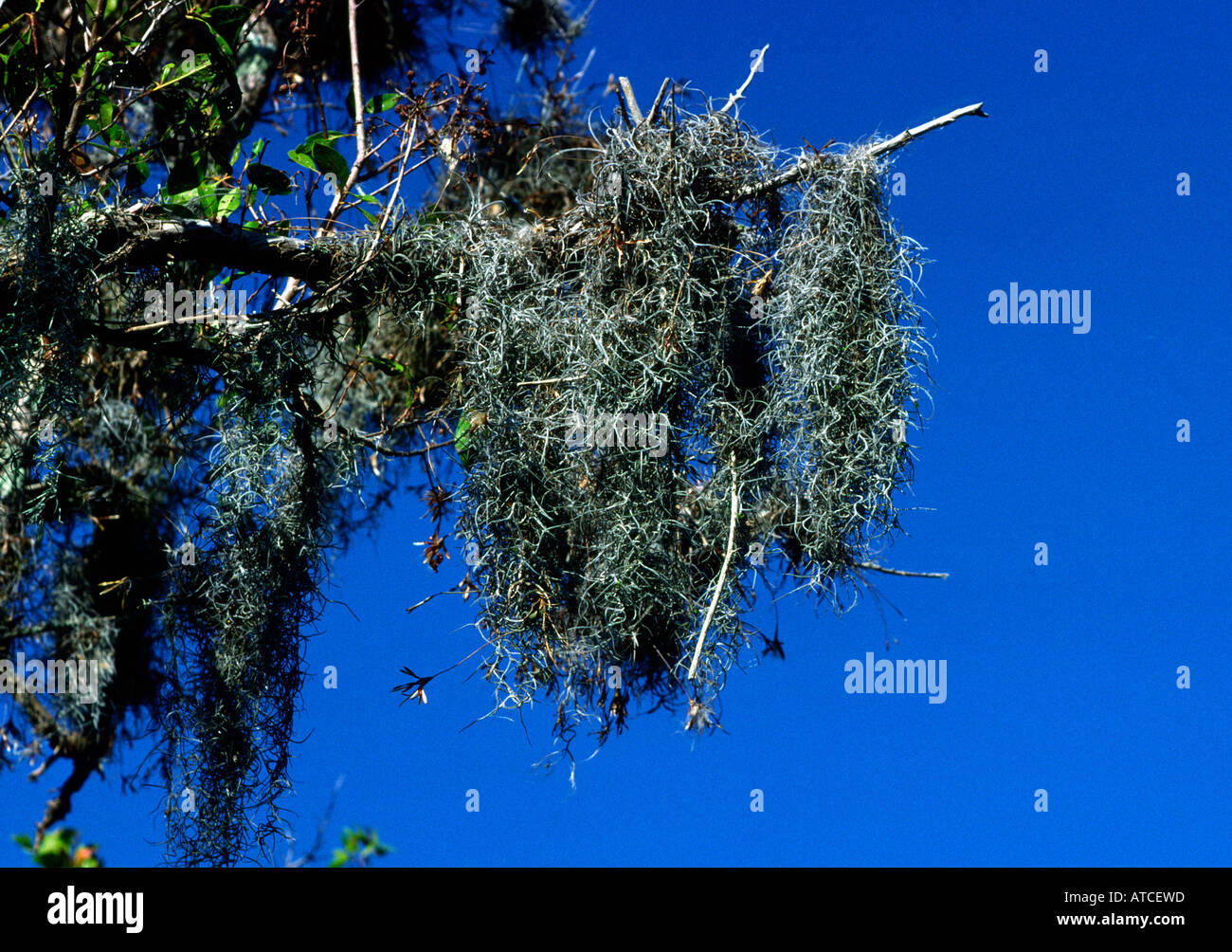 Spanish moss Tillandsia usnoides Pineapple relative DeSoto National Memorial Florida USA Stock