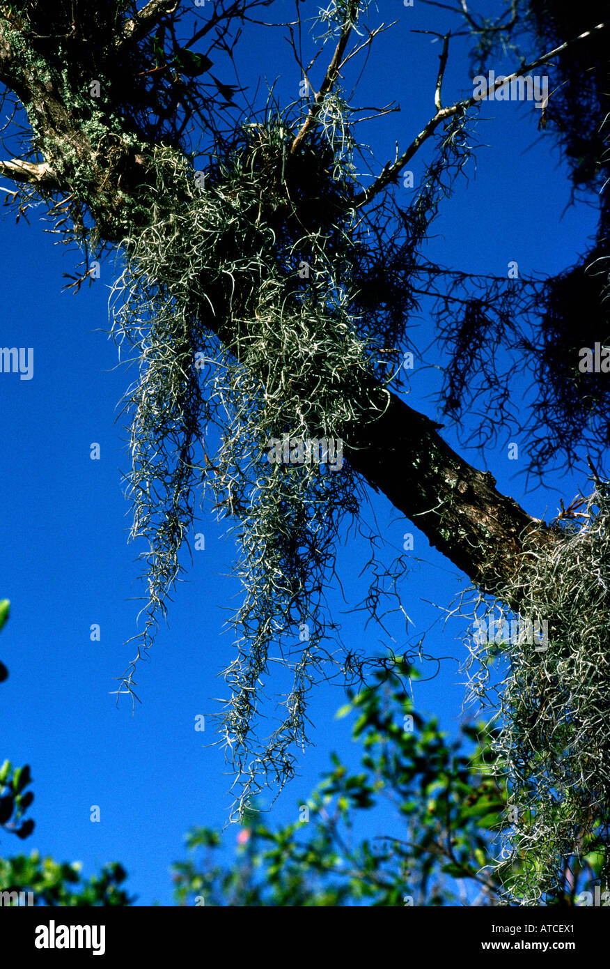 Spanish moss Tillandsia usnoides Pineapple relative DeSoto National