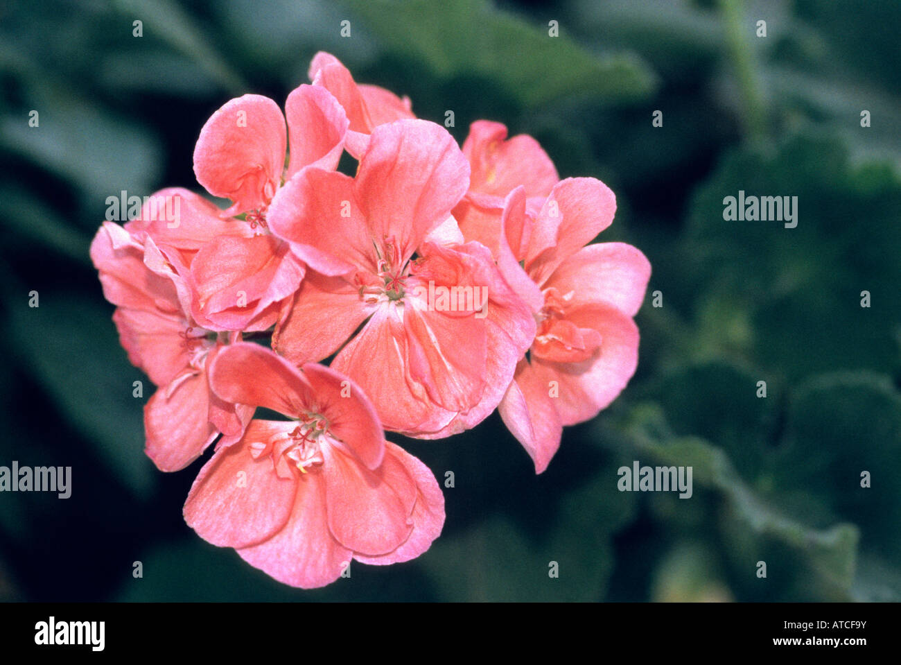 Pink Geranium flower Stock Photo