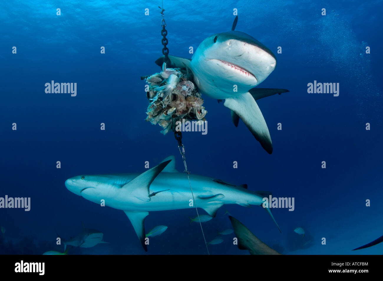 Caribbean reef sharks, feeding, underwater, blue water, ocean, sea