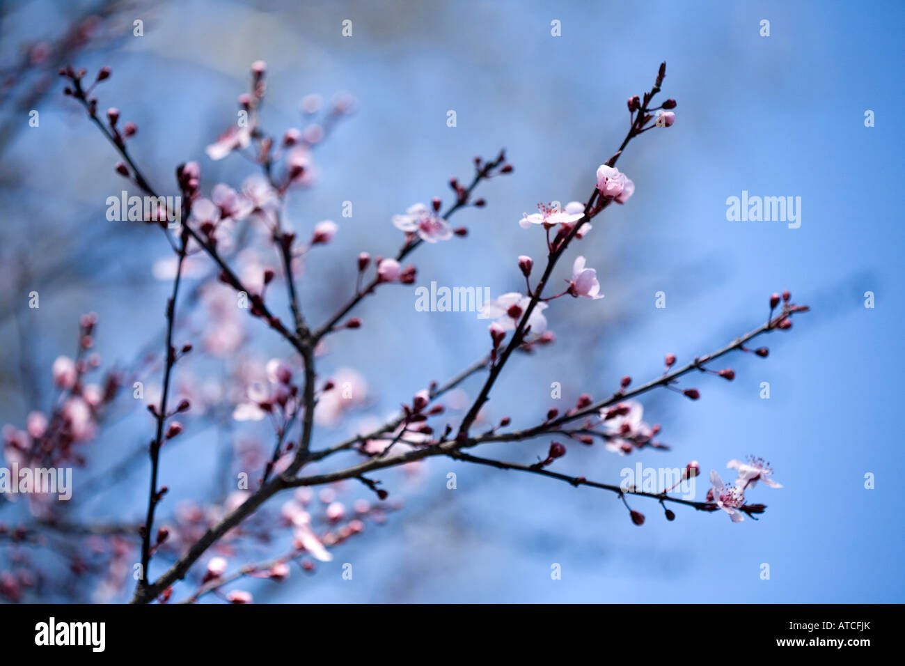 peach blossoms cherry blossoms bloom on tree branch in spring Stock Photo