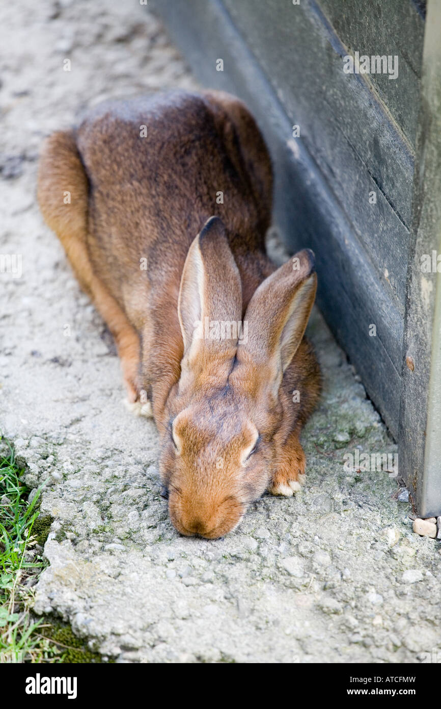 sleeping hare Stock Photo